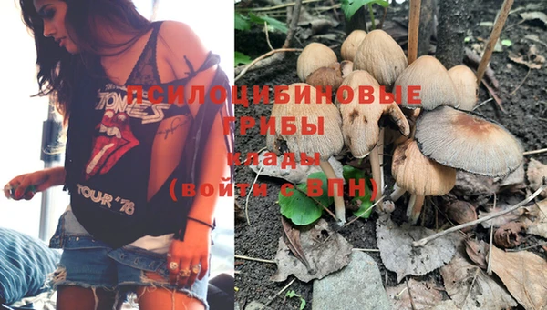 прущие грибы Бежецк